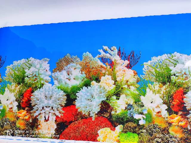 Gambar background hiasan dinding Aquarium tinggi 50cm panjang 1 meter