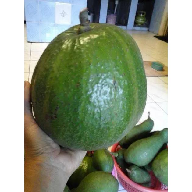 BIBIT BUAH ALPUKAT  MENTEGA KAKI 3 SUPER IDR