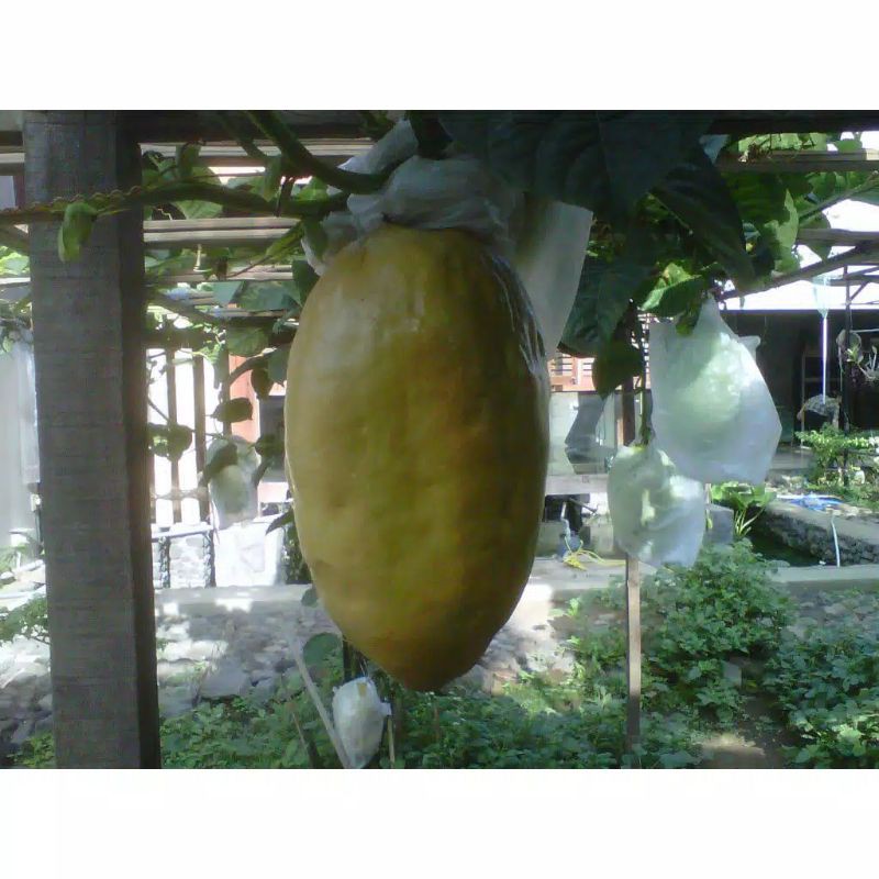 

Buah markusa jumbo