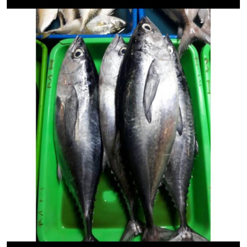 

Ikan Tongkol basah Pasar Segar Depok