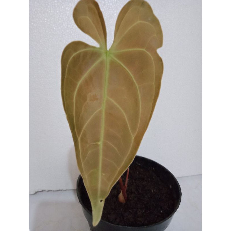 Tanaman Hias Kuping Gajah Anthurium Metallicum nempel bonggol