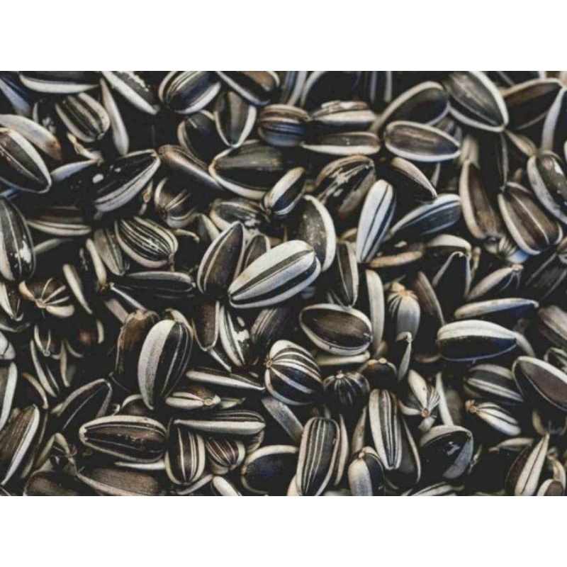 

Kuaci (biji bunga matahari)