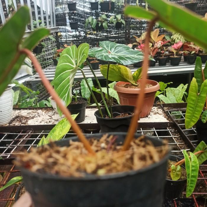philodendron billietiae /philodendron kabel busi
