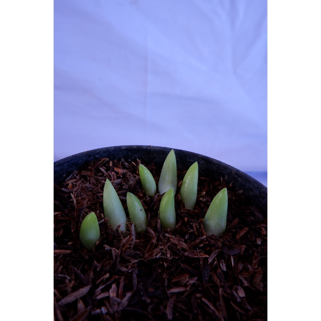 Baby Donkey Tail (Benih Donkey Tail) - 1 pcs isi 5