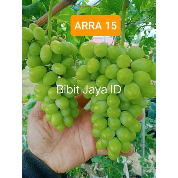 Bibit Anggur import ARRA 15 Super