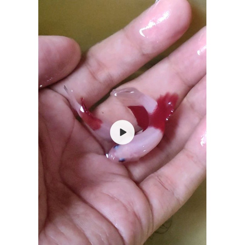 cupang tancho sepasang 5 bln real pic