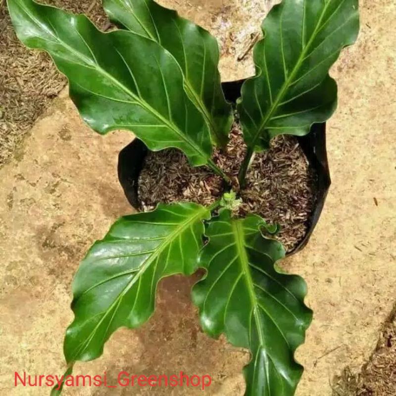 Tanaman hias anthurium gelombang cinta - tanaman hias anthurium