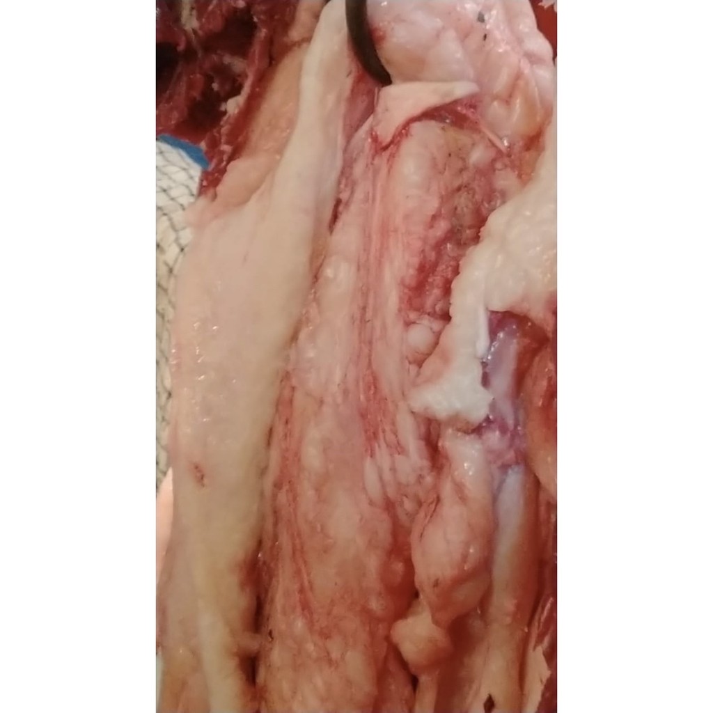 

Jado Susu Fresh Lemak Susu Sapi 500gr Untuk Kaldu / Isian Baso