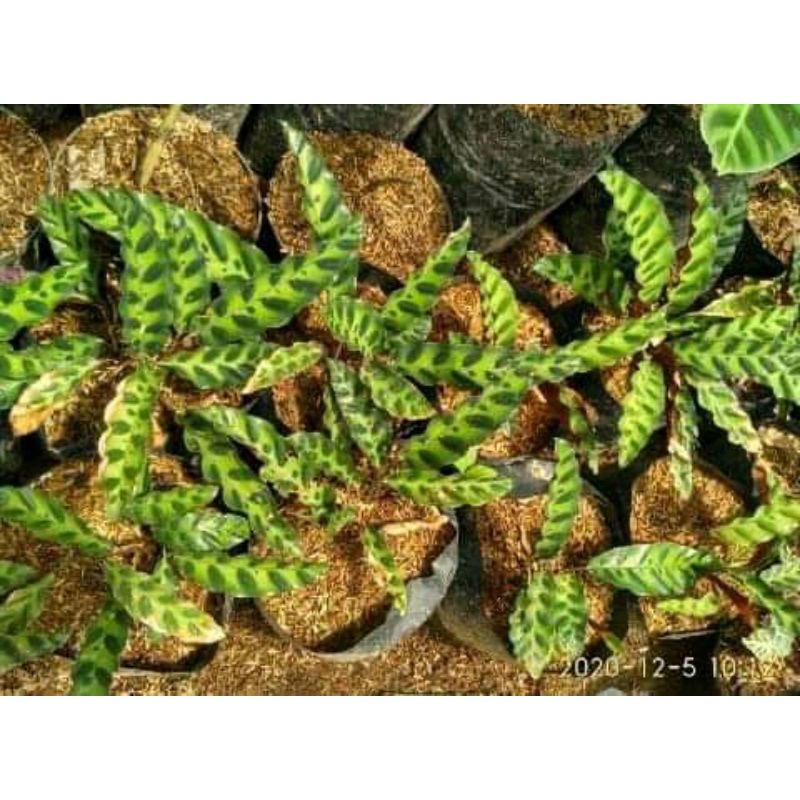 TANAMAN HIAS CALATHEA BULU AYAM