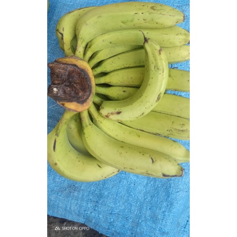 

PISANG IJO SATU TANGKEP SEGAR