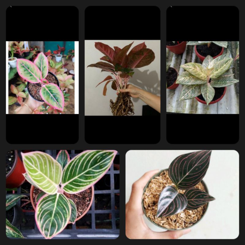 PROMO PAKET 5 ANAKAN AGLONEMA, MINION/LOTUSDELIGHT/REDSUMATRA/GOLDENHOPE/ROTUNDUM