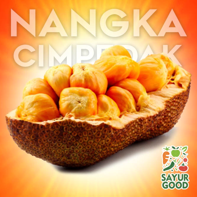 Nangka Cimpedak / Buah Nangka Cimpedak Segar / 1 Buah