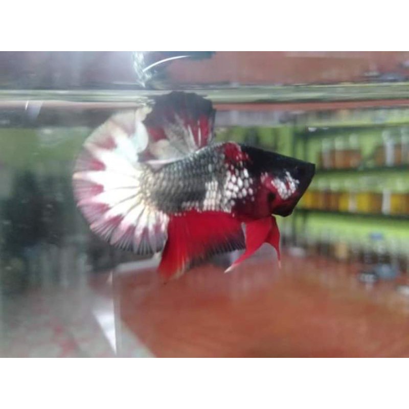 IKAN CUPANG HIAS / HIASAN AQUARIUM / IKAN HIAS RIJECT