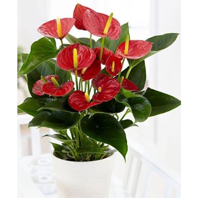 TANAMAN HIAS ANTHURIUM MICKEY MOUSE BUNGA MERAH