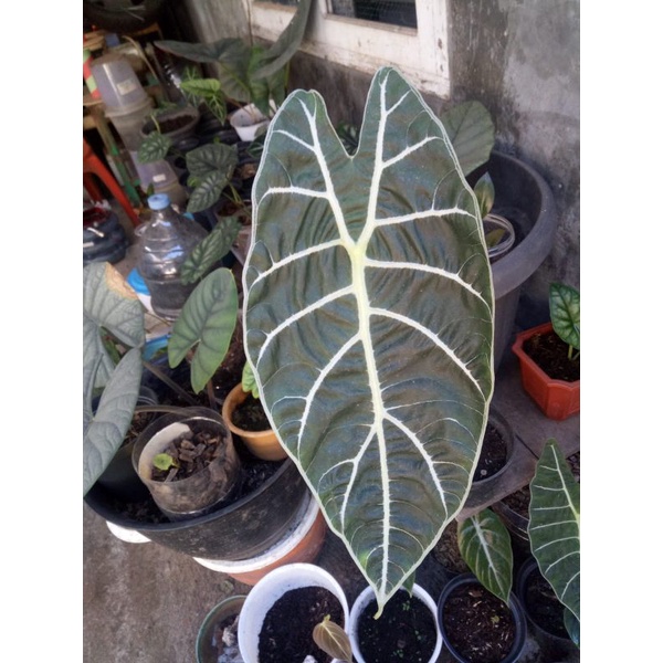 Alocasia watsoniana dan SP Sumatra / Bibit Tanaman Hias