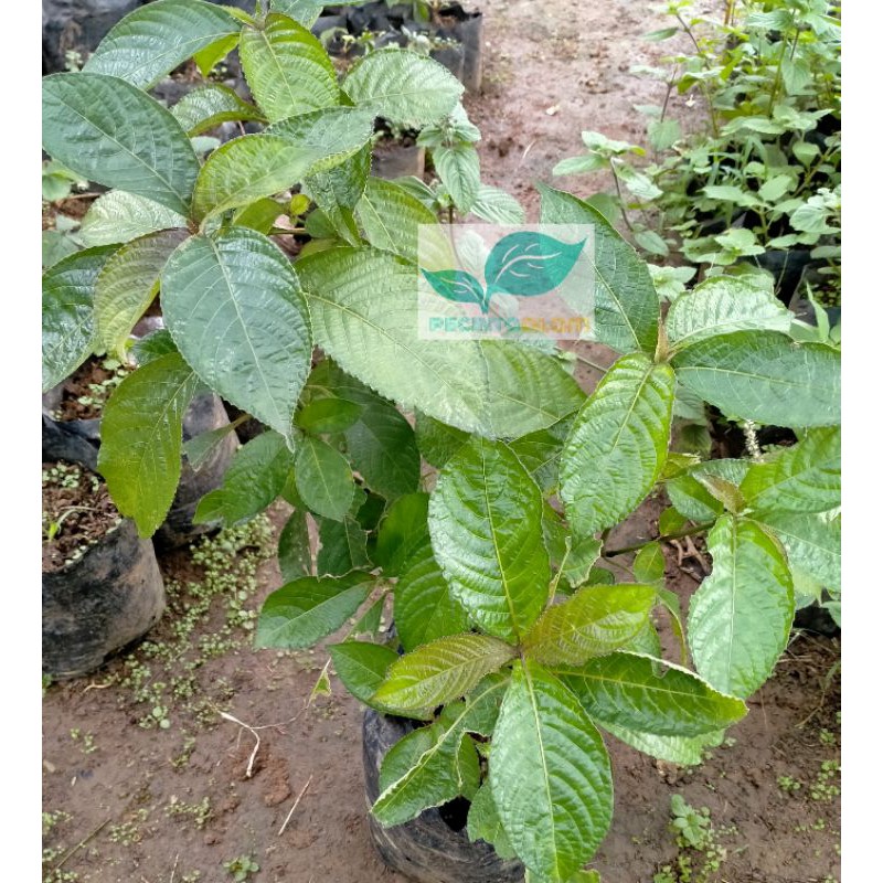 Bibit pohon keji beling/Tanaman daun keji beling (Tanaman Herbal)