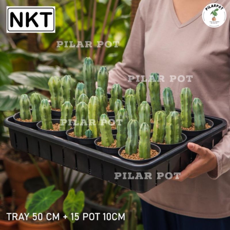 1 SET TRAY + 15 PCS POT HITAM 10CM | TRAY POT NKT 50CM | TRAY SEMAI BIBIT