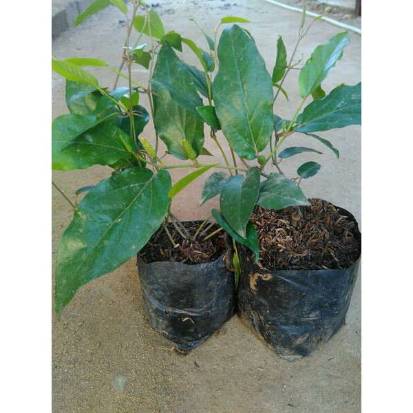 Bibit cabe Jawa (BISA COD)