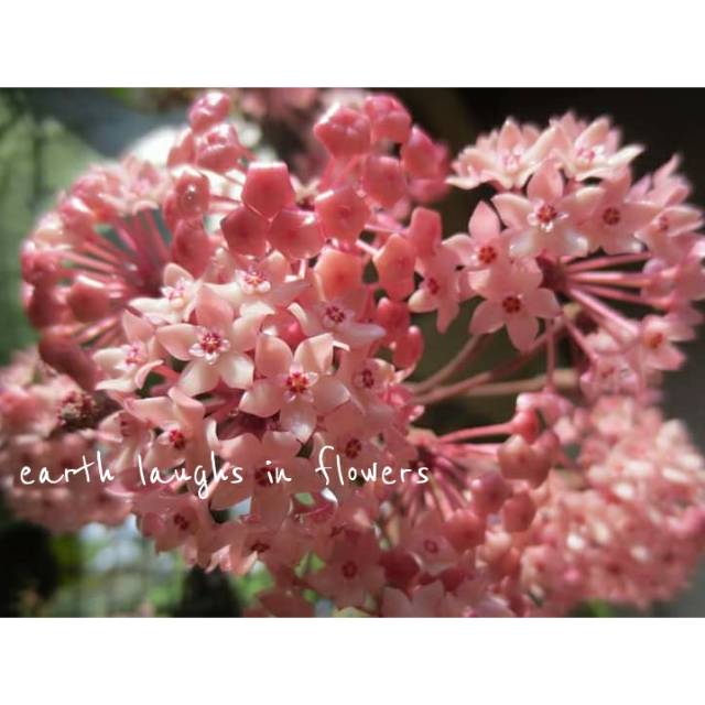 Hoya macrophylla albomarginata