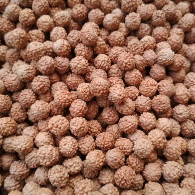 Bahan Kalung Jenitri 8mm 1000butir Kerajinan Tangan Genitri Rudraksha