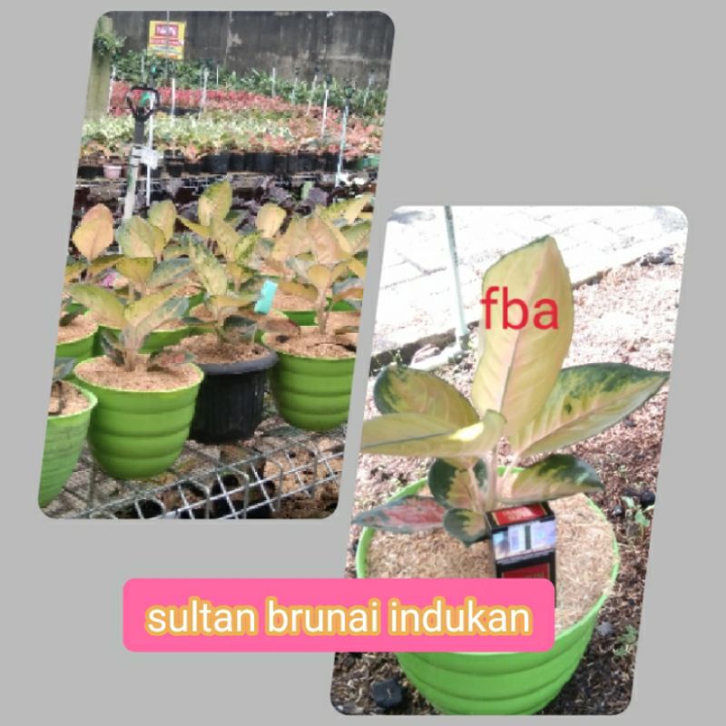 aglonema sultan brunai indukan