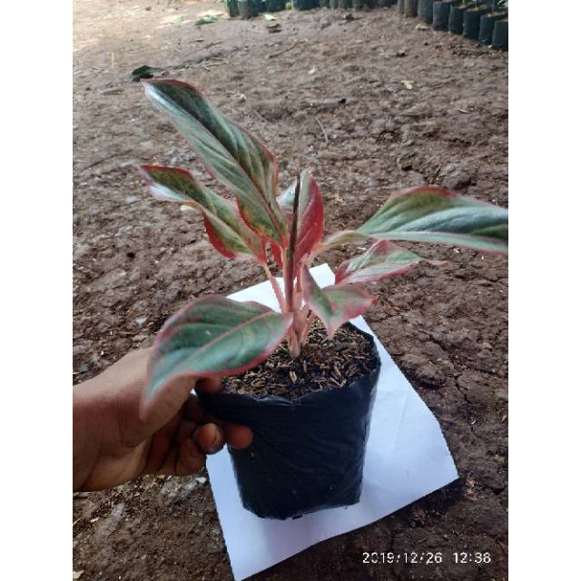 Tanaman hias aglonema lipstik aglaonema lipstick bibit taneman aglo