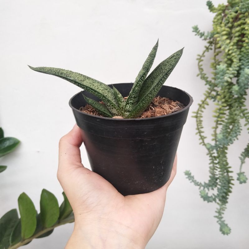 Gasteria Bastesiana | DP 10cm