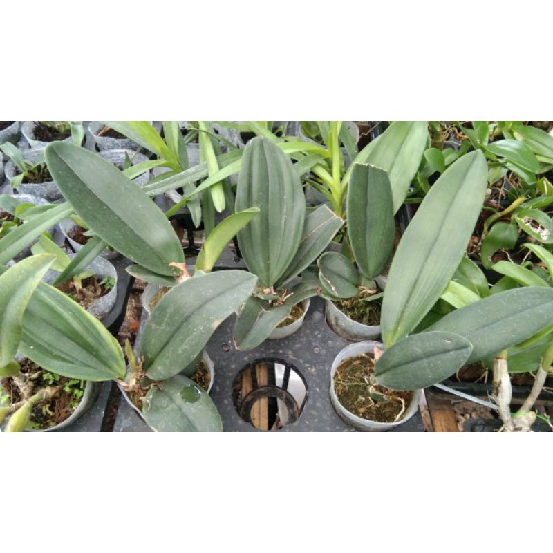 Anggrek Mariposa / Anggrek kupu-kupu