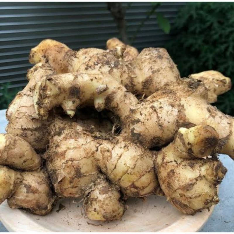 

Jahe Gajah Super Jahe Putih Rimpang 1Kg Murah