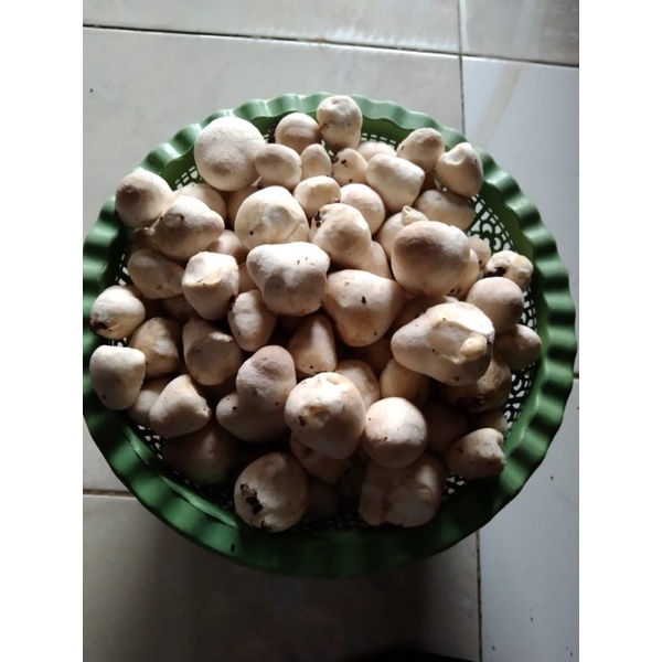 

Jamur Merang 1kg - Grosir Bandar Jamur Termurah