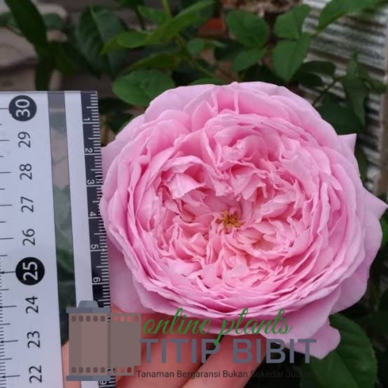 Tanaman Bunga Mawar Spirit of Freedom Dewasa Berbunga Import Rose