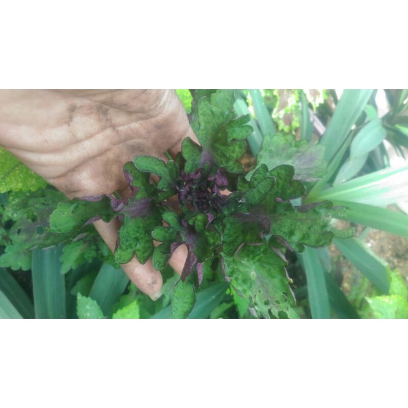 Bibit tanaman hias miyana miana premium purple curly