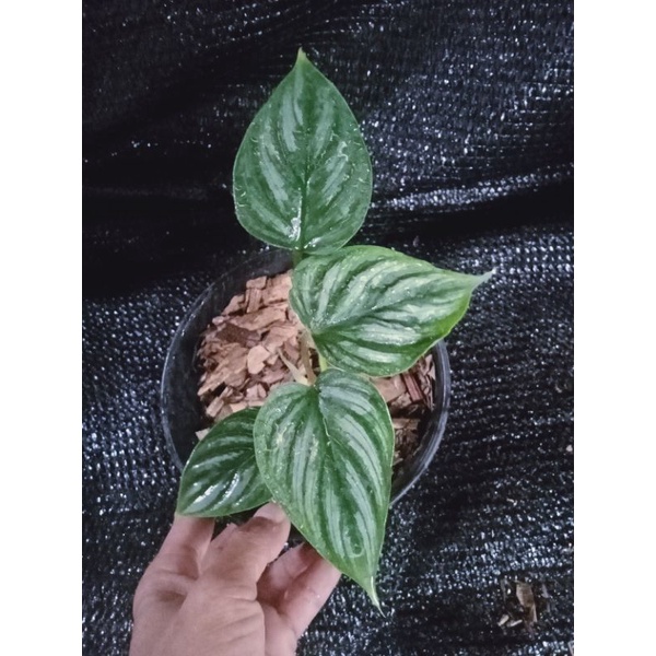 philodenrum plowmani