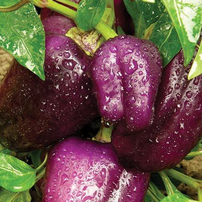 BENIH PAPRIKA ISI 4 / PAPRIKA UNGU / PAPRIKA PURPLE / KEMASAN EKONOMIS