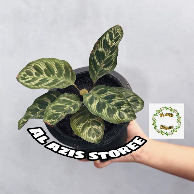 Tanaman Hias Calathea Makoyana - Calathea Makoyana