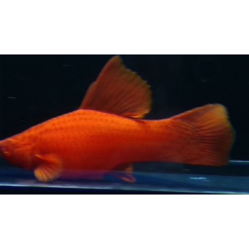 bloodred firecrekers