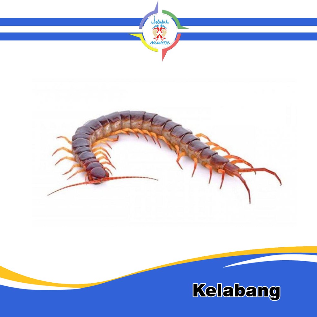 KELABANG HIDUP PAKAN IKAN PREDATOR