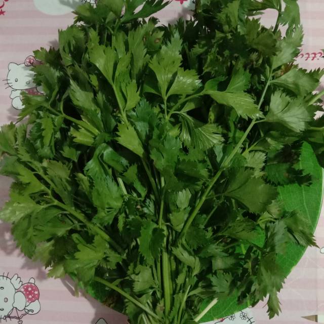 

Daun seledri