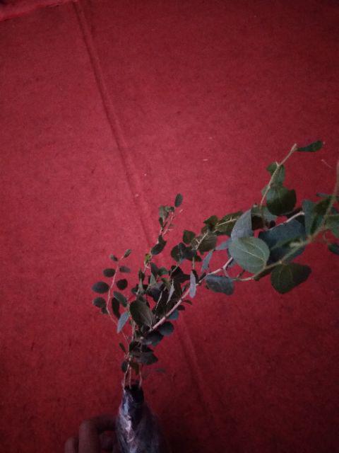 Tanaman Bidara Arab (buy 1 Get 1)