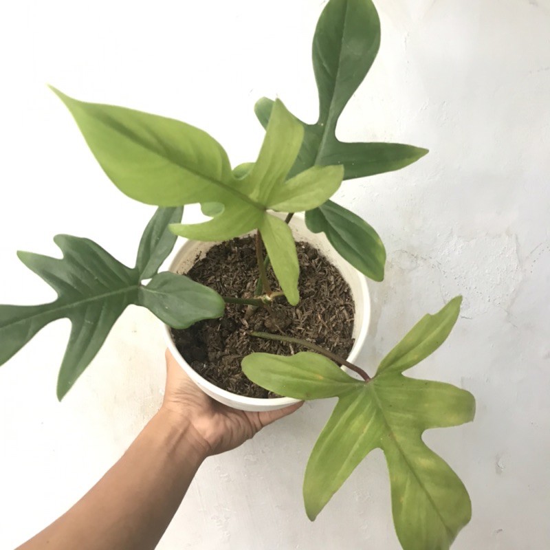 philodendron florida ghost mint / philo merpati