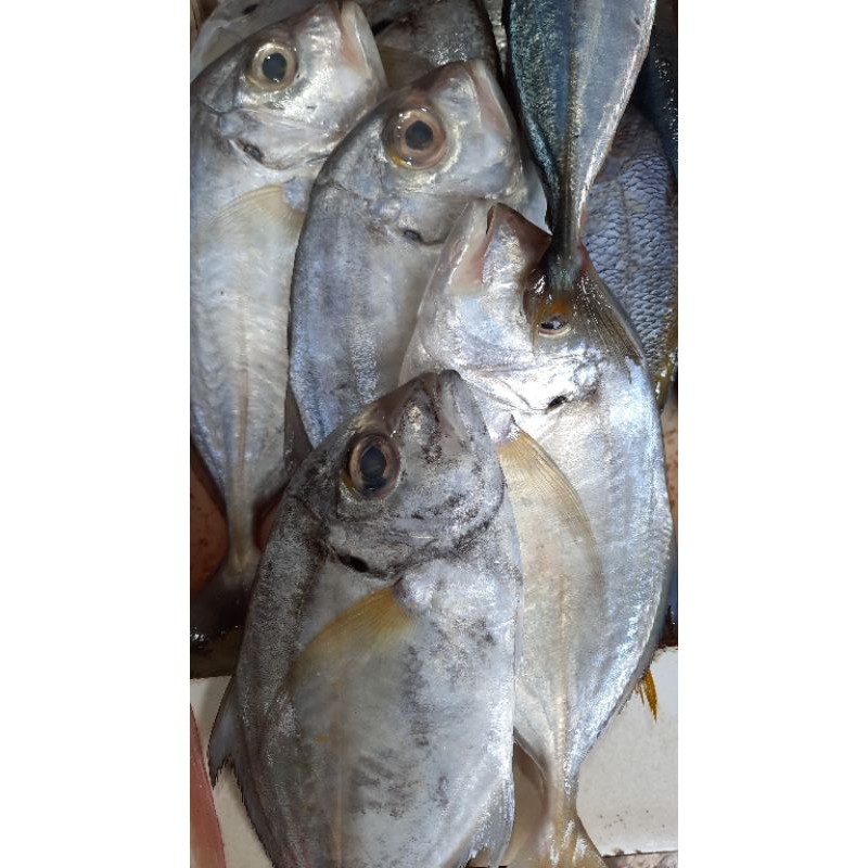 

Ikan Kue / 500gr