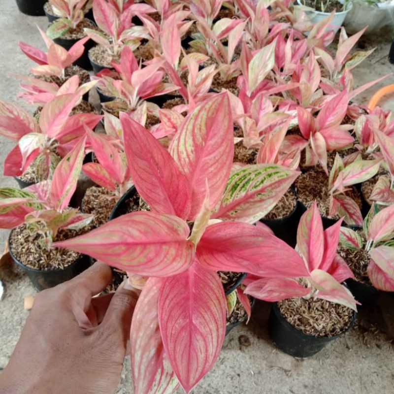 paket 10 aglonema red legacy