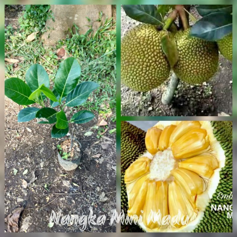 bibit nangka mini madu