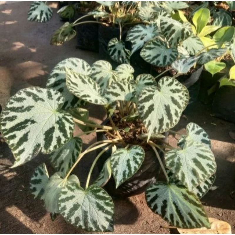 begonia tapak macan putih begonia tapak kucing begonia tiger