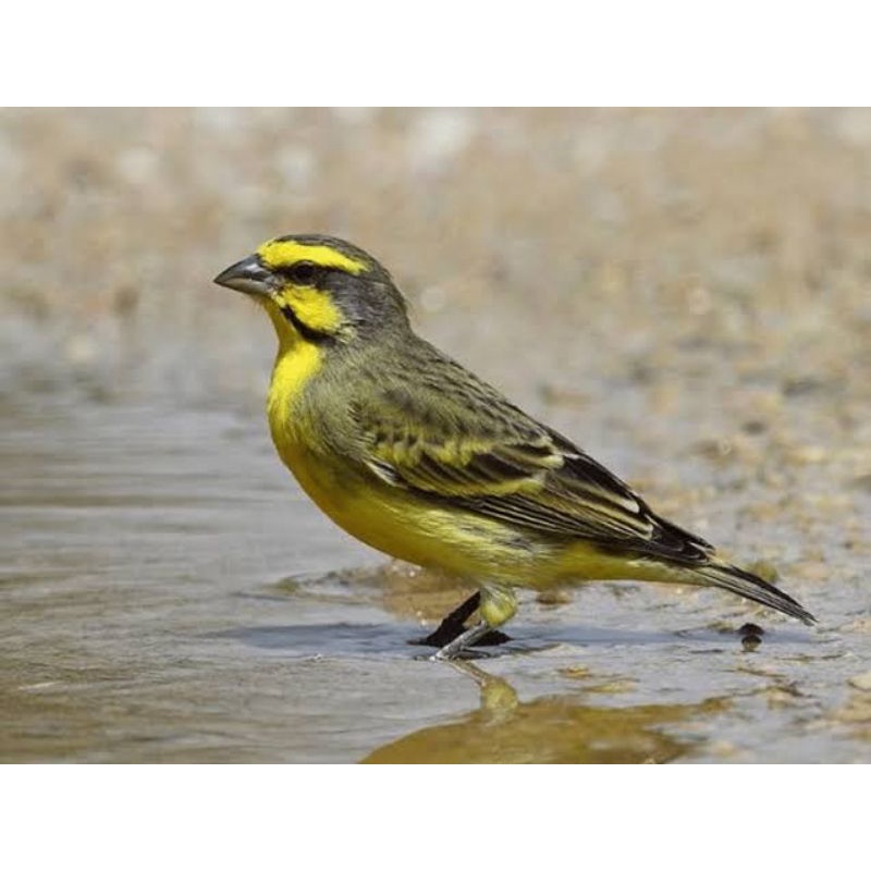 BURUNG MOZAMBIK IMPORT JANTAN