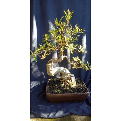 bonsai beringin california 01