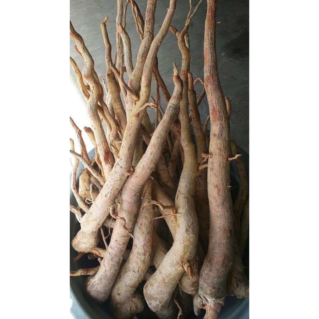 Akar Tongkat Ali Merah Kalimantan Bungkus Isi 500Gr / Kayu Pasak-Bumi