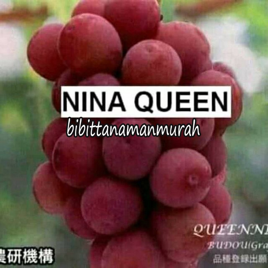 Bibit anggur impor nina queen