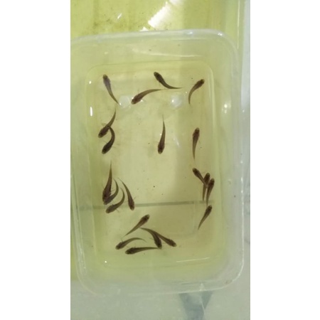 channa blue pulchra 10 ekor