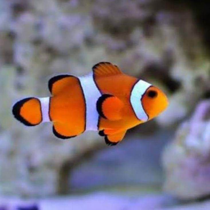 920 Koleksi Video Ikan Hias Aquarium Air Laut Terbaru